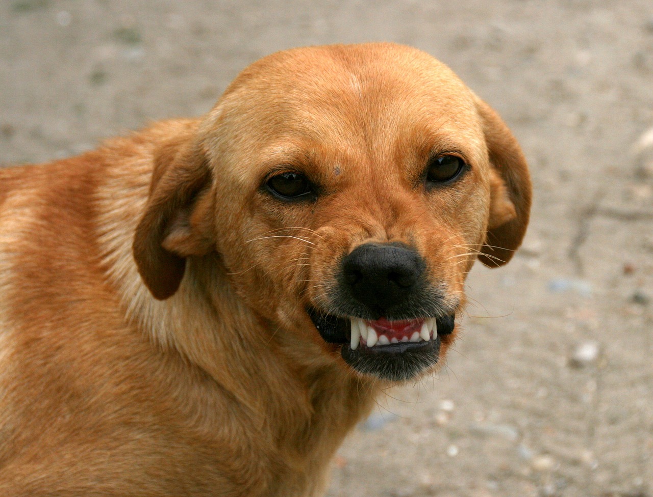 飼養(yǎng)烈犬的風(fēng)險(xiǎn)與責(zé)任，咬人事件背后的深思