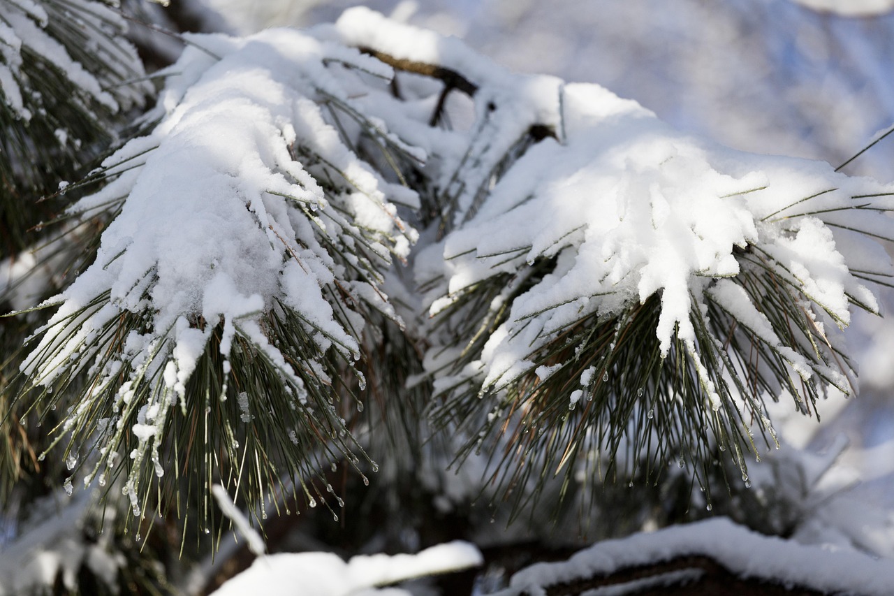 東北凜冬之美，雪冷空氣的獨特體驗