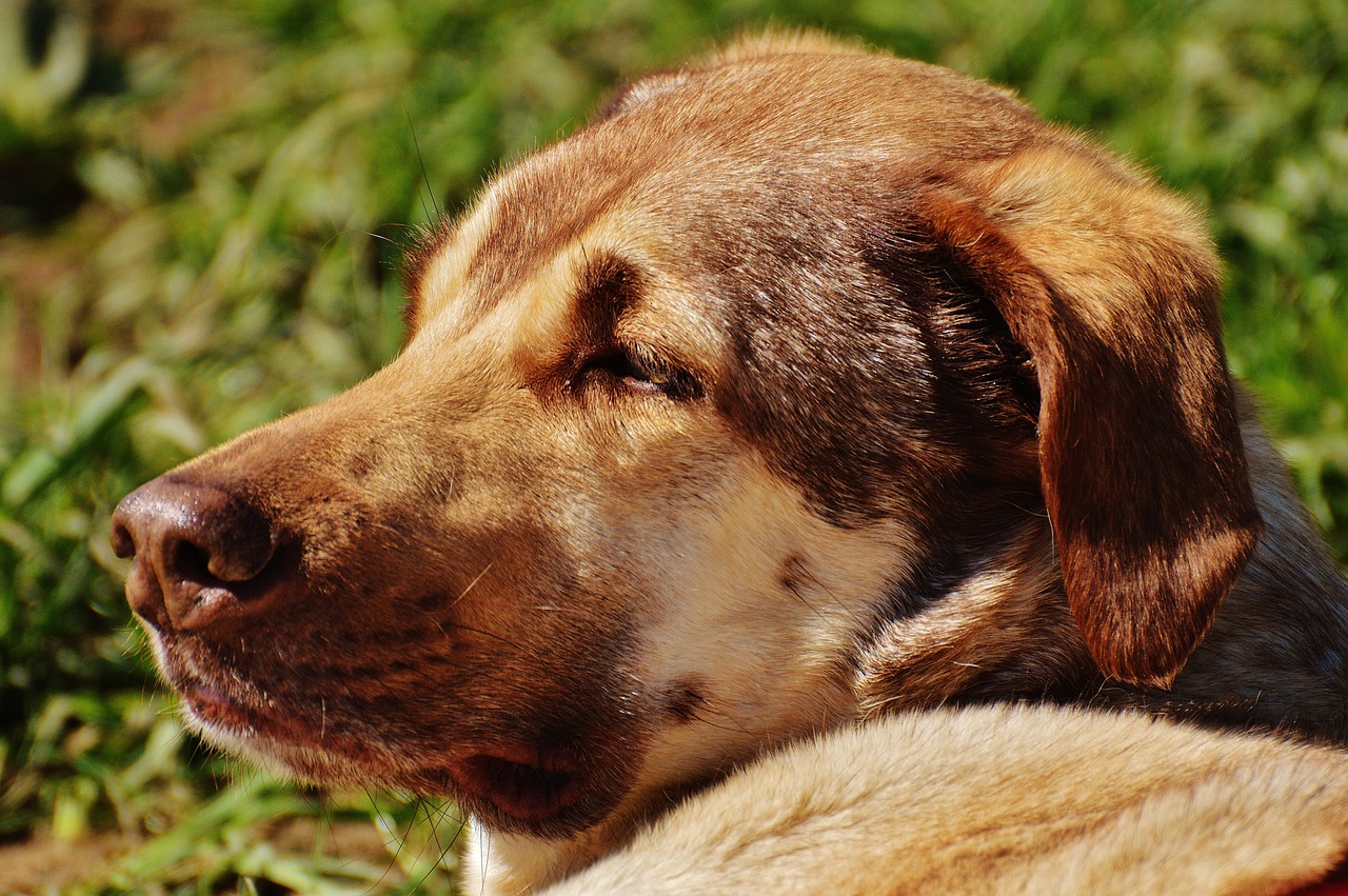 探尋犬界王者風(fēng)采，犬界最大氣的犬種展示